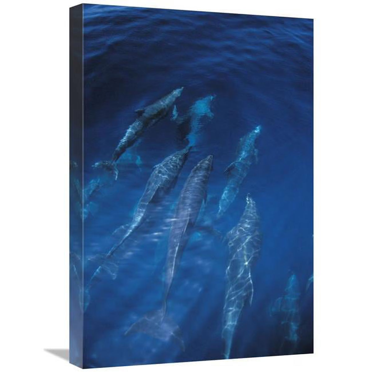 16 x 24 in. Bottlenose Dolphin Pod Art Print R3614