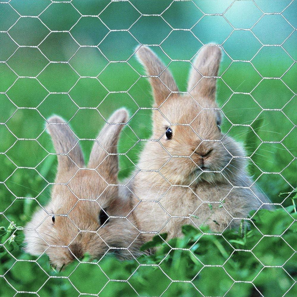 Galvanized Hexagonal Poultry Netting Chicken Wire 48 inches x 50 feet x 1 inch Mesh Pack of 2 G31560