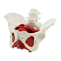 Life Size Anatomical Female Pelvis Model with Muscles R68455