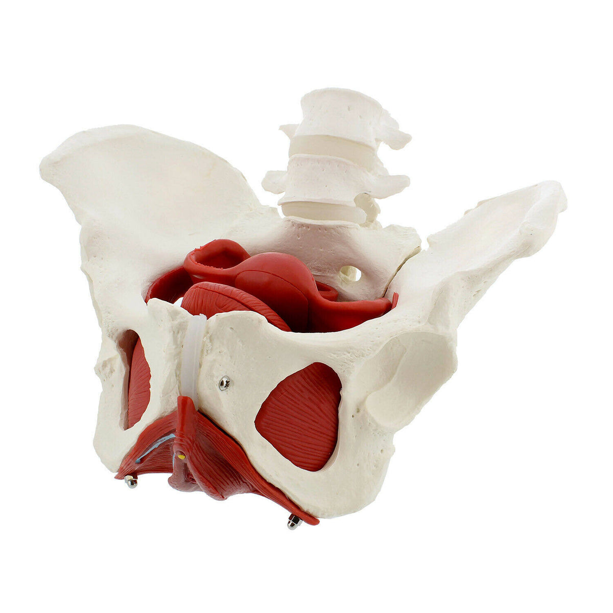 Life Size Anatomical Female Pelvis Model with Muscles R68455